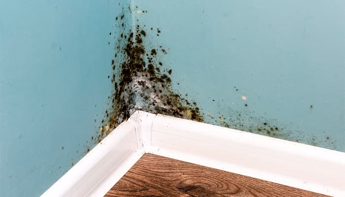 Moho crece en una esquina de pared pintada de azul, sobre rodapié blanco, en un piso de madera. El moho es negro y verde, extendiéndose en forma irregular.