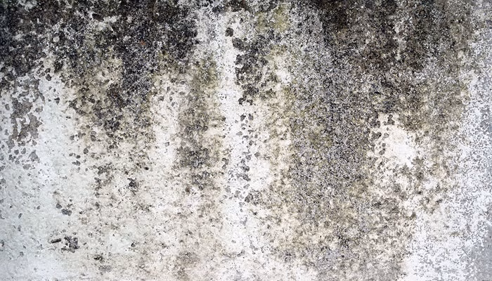 Superficie llena de manchas oscuras y verdes, probablemente moho, que cubren un muro blanco, creando un aspecto envejecido y desgastado. No hay texto presente.