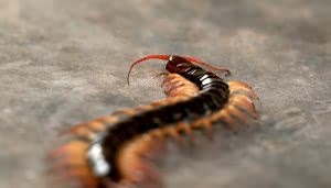 Ciempiés de múltiples segmentos se desplaza por una superficie gris lisa. Sus patas son delgadas y numerosas, moviéndose rápidamente en un ambiente sin obstáculos visibles.