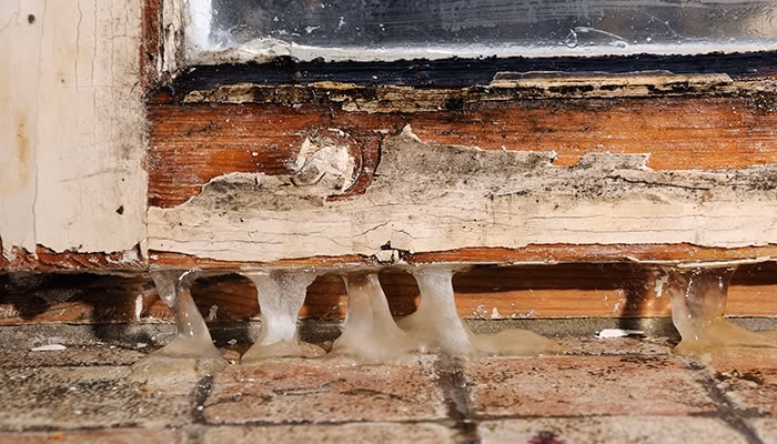Madera deteriorada goteando resina. La acción muestra resina corriendo hacia abajo. Contexto: marco de ventana en malas condiciones. La superficie alrededor está enmohecida y desgastada. No hay texto visible.