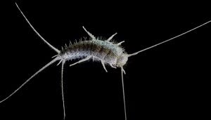 Un gusano de humedad peludo y alargado con antenas largas y finas, se encuentra inmóvil sobre un fondo negro liso, destacando sus detalles y textura bajo la luz.