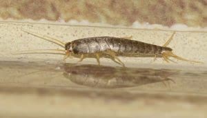 Un insecto de cuerpo alargado y plateado se desplaza sobre una superficie reflejante. Está rodeado de un fondo difuso con tonalidades beige y marrón, simulando un ambiente doméstico.