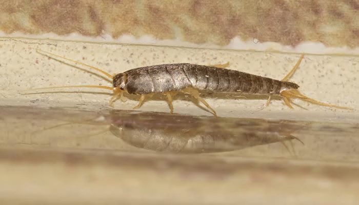 Un insecto de cuerpo alargado y plateado se desplaza sobre una superficie reflejante. Está rodeado de un fondo difuso con tonalidades beige y marrón, simulando un ambiente doméstico.