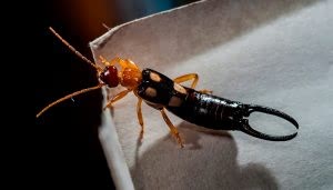 Un insecto, específicamente un tijereta, camina sobre la esquina de una superficie blanca. Sus pinzas distintivas están visibles, con un fondo oscuro que resalta su figura.