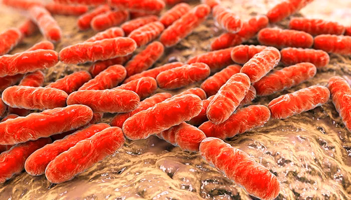 Bacterias de la humedad