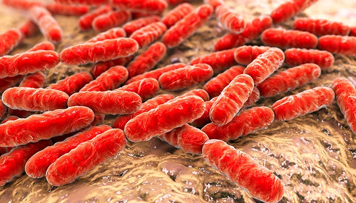 Bacterias de la humedad