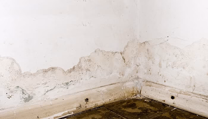 Pared con manchas de humedad se extiende desde el suelo, junto a un zócalo blanco desgastado. El suelo es de baldosas oscuras. El contexto es un rincón interior.