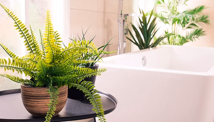 Una planta de helecho en una maceta sobre una mesa negra, al lado de una bañera blanca en un cuarto de baño iluminado, con otras plantas verdes alrededor.