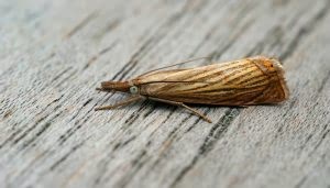 Una polilla marrón descansa sobre una superficie de madera gris. Sus alas están plegadas, mostrando rayas marrones y beige, mientras se mimetiza eficazmente con el entorno.