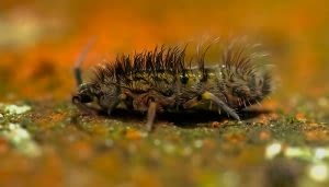 Un insecto peludo camina sobre una superficie rugosa y multicolor. El fondo es difuso, con tonos anaranjados y verdosos que rodean al insecto.