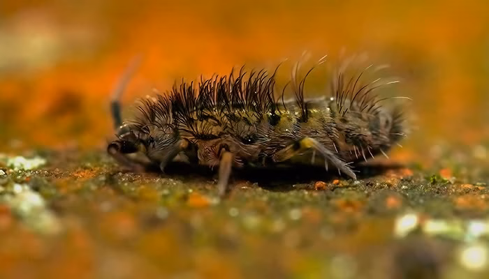 Un insecto peludo camina sobre una superficie rugosa y multicolor. El fondo es difuso, con tonos anaranjados y verdosos que rodean al insecto.