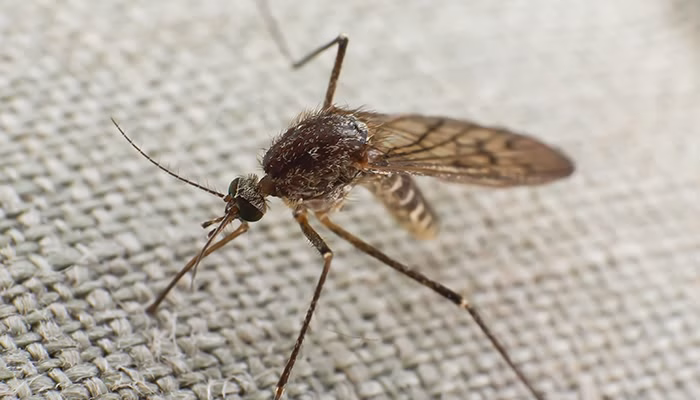 Un mosquito se posa sobre una superficie texturizada de tela gris, mostrando sus alas y patas extendidas. El insecto está en reposo, destacándose el detalle de sus antenas.