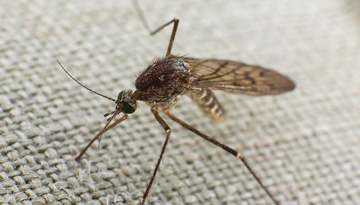 mosquitos-pequeños-techo
