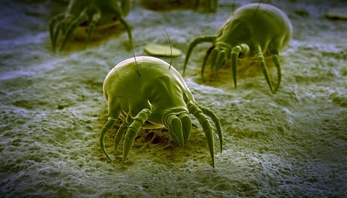 Ácaros verdes se desplazan sobre una superficie rugosa bajo un microscopio. Están rodeados por un fondo texturizado que sugiere un entorno ampliado a nivel microscópico.