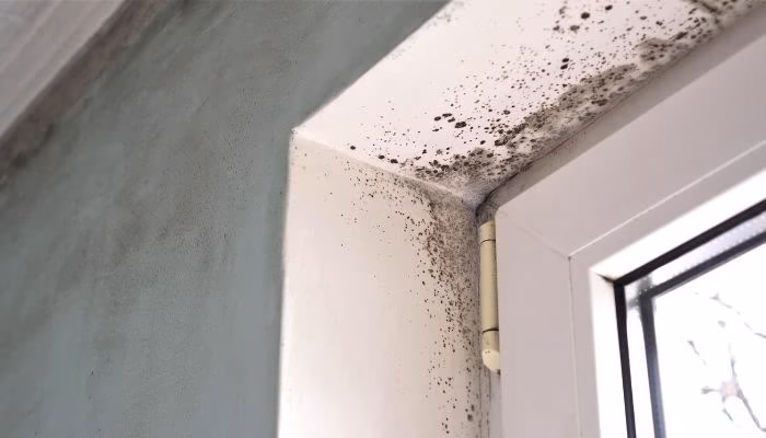 Moho oscuro cubriendo la esquina de una pared blanca. Aparece en el lado superior de una ventana, en un entorno interior iluminado.