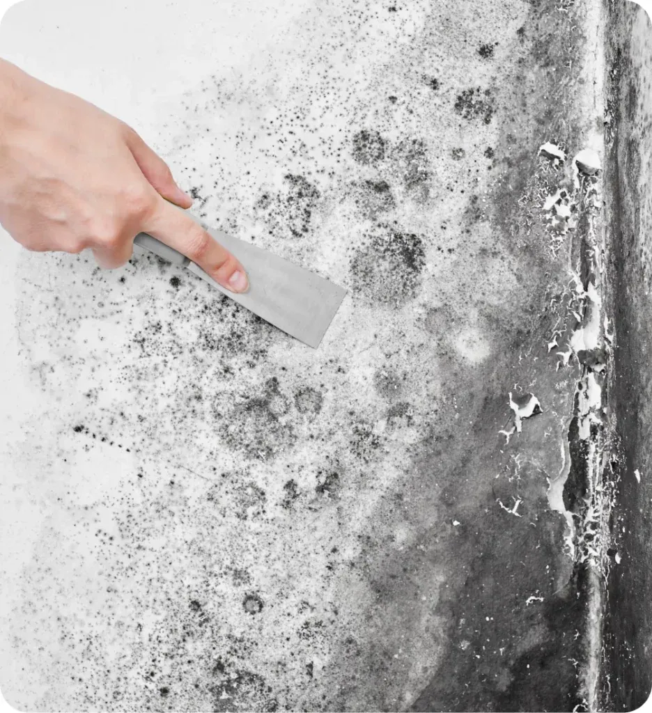 Tratamientos contra la humedad en Pontevedra